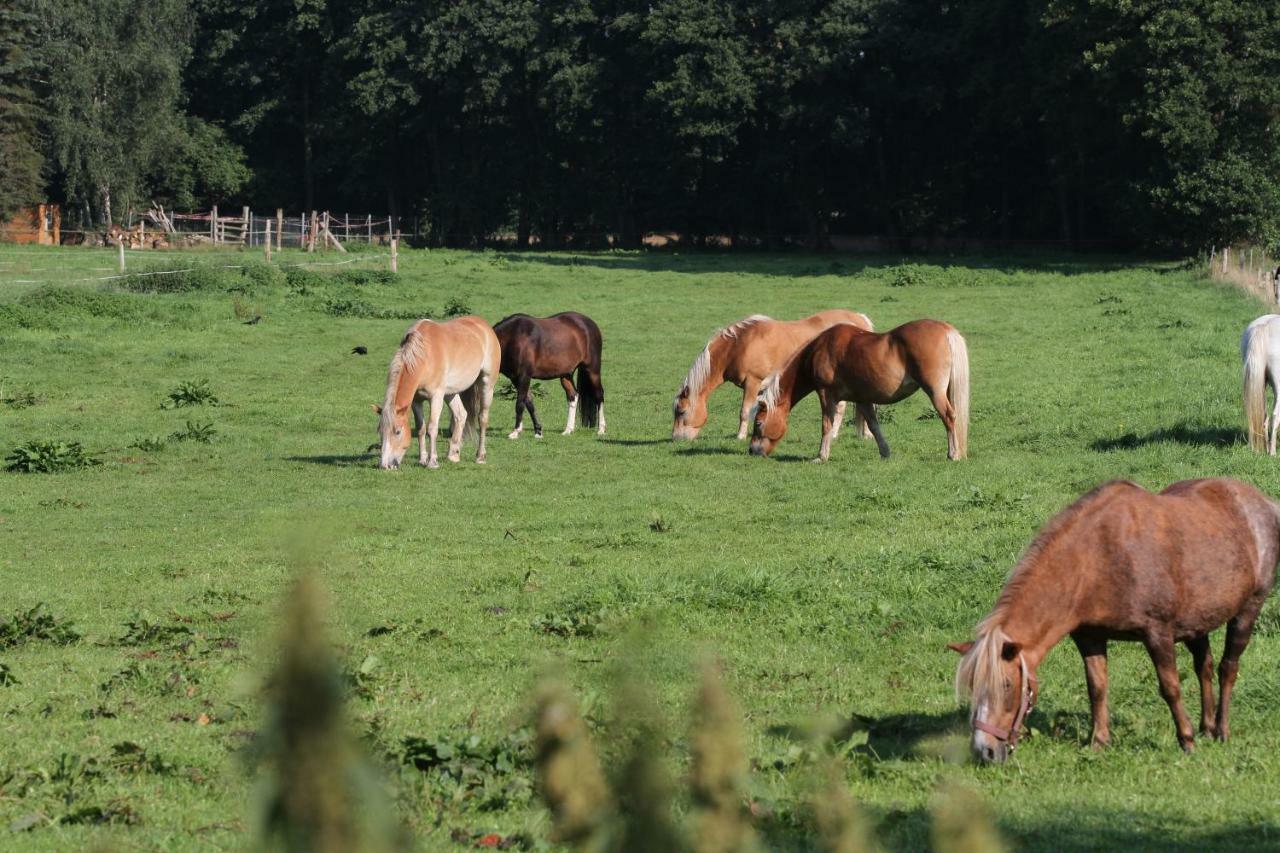 Ferienwohnungen Wulfshof Schneverdingen Exteriör bild